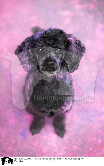 Pudel / Poodle / LM-02005