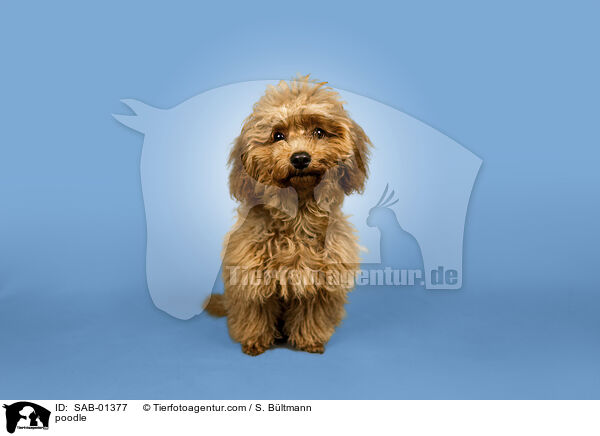 Pudel / poodle / SAB-01377