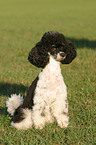 sitting poodle