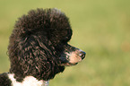 poodle portrait