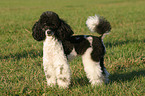 standing poodle