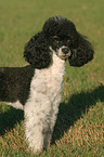 standing poodle