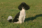 sitting Poodle