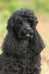 poodle portrait