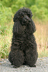 sitting poodle