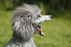 yawning poodle