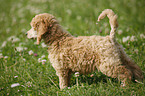 poodle puppy