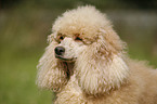 poodle