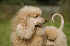 poodle