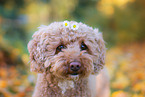 Poodle Portrait