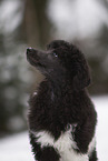 Poodle Puppy