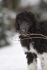 Poodle Puppy