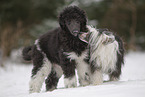 Poodle with Powderpuff