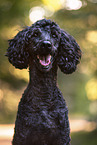 black poodle