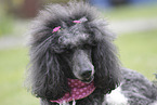 poodle