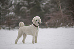 Poodle in snow