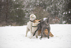 Poodle in snow