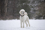 Poodle in snow