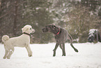 Poodle in snow