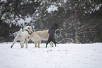 Poodle in snow