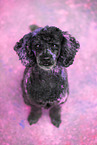 Poodle