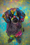Poodle