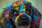 Poodle