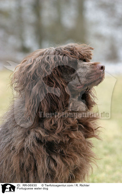 Portugiesischer Wasserhund / Portuguese water dog / RR-06930