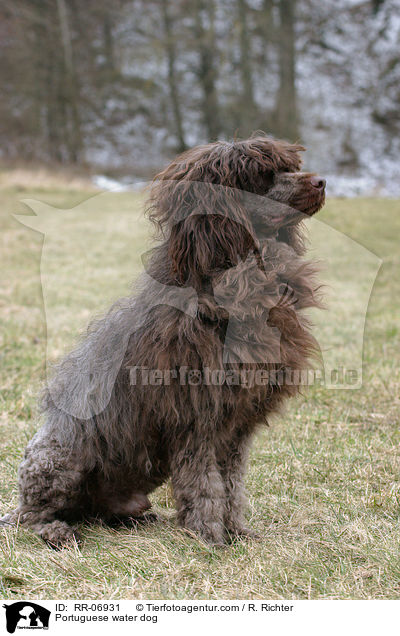 Portuguese water dog / RR-06931