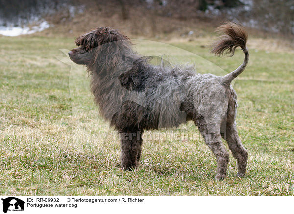 Portuguese water dog / RR-06932