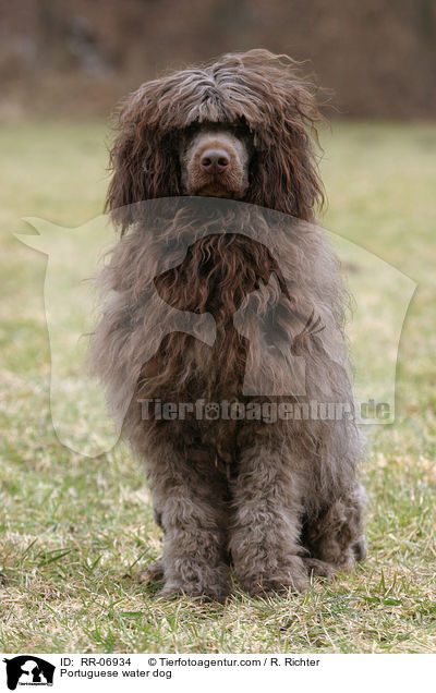 Portuguese water dog / RR-06934