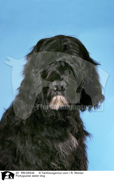 Portuguese water dog / RR-06938