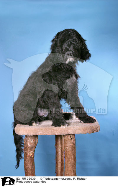 Portugiesischer Wasserhund / Portuguese water dog / RR-06939