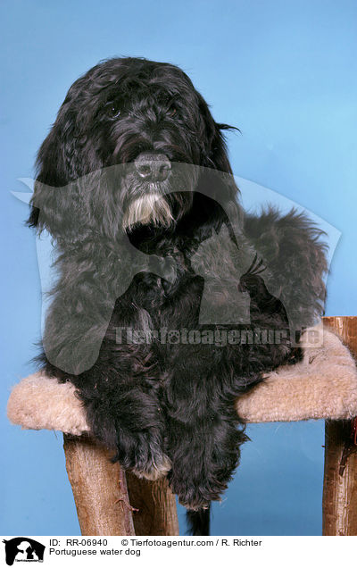 Portugiesischer Wasserhund / Portuguese water dog / RR-06940