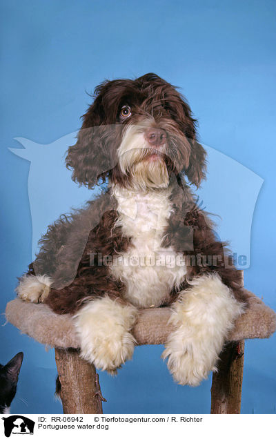 Portuguese water dog / RR-06942