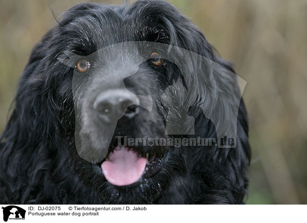 Portuguese water dog portrait / DJ-02075