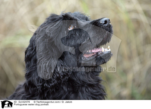 Portugiesischer Wasserhund Portrait / Portuguese water dog portrait / DJ-02076
