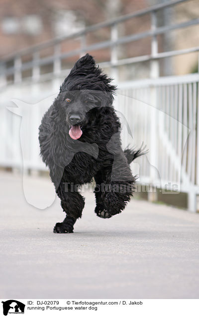 rennender Portugiesischer Wasserhund / running Portuguese water dog / DJ-02079