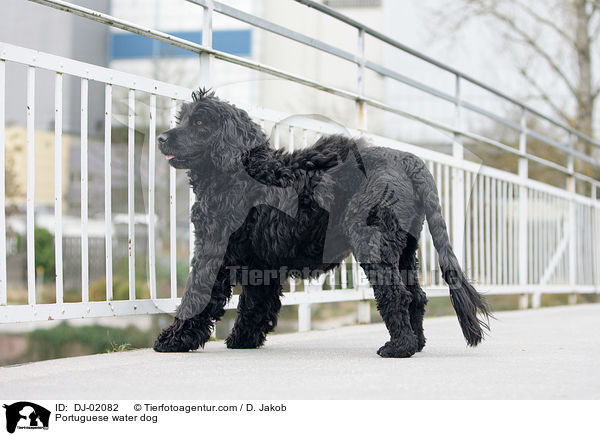 Portugiesischer Wasserhund / Portuguese water dog / DJ-02082