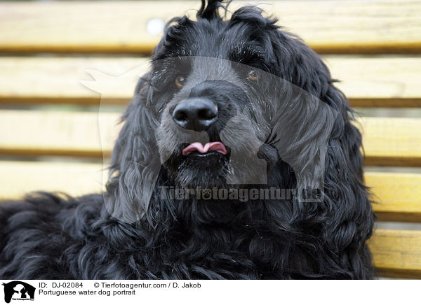 Portugiesischer Wasserhund Portrait / Portuguese water dog portrait / DJ-02084