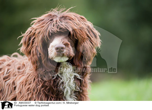Portugiesischer Wasserhund Portrait / Portuguese water dog portrait / AM-03037