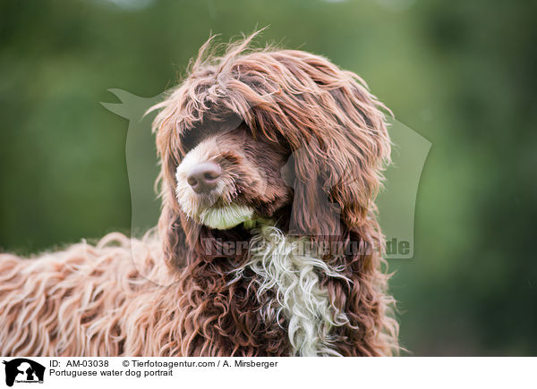 Portugiesischer Wasserhund Portrait / Portuguese water dog portrait / AM-03038