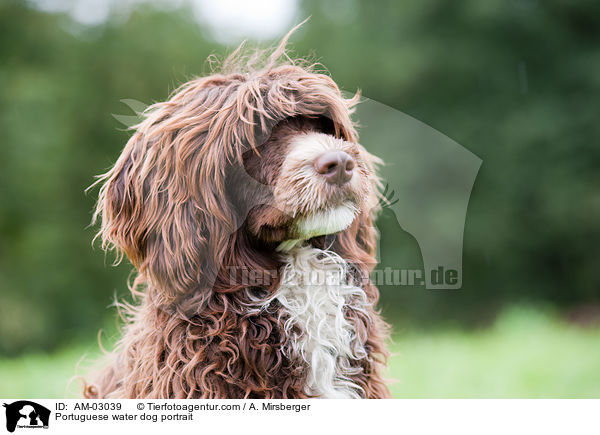 Portuguese water dog portrait / AM-03039