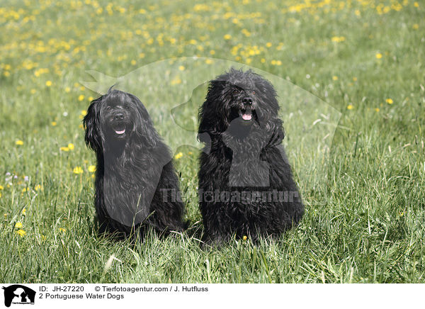 2 Portuguese Water Dogs / JH-27220