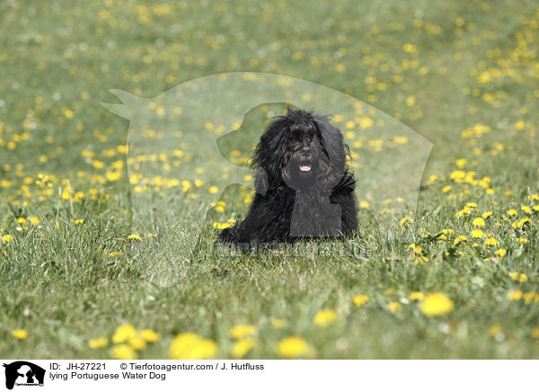 liegender Portugiesischer Wasserhund / lying Portuguese Water Dog / JH-27221