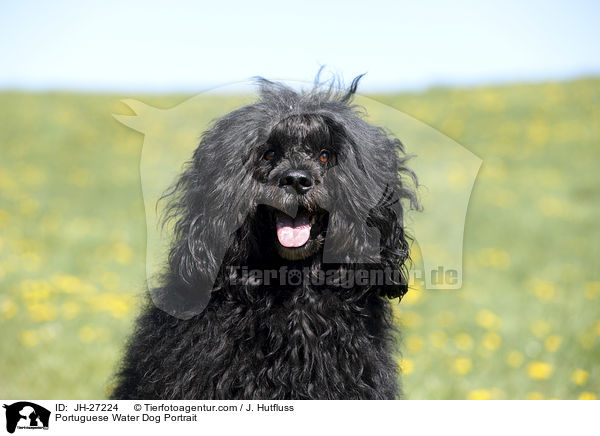 Portugiesischer Wasserhund Portrait / Portuguese Water Dog Portrait / JH-27224