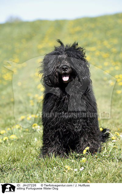 sitzender Portugiesischer Wasserhund / sitting Portuguese Water Dog / JH-27226