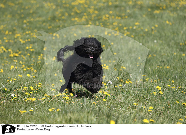 rennender Portugiesischer Wasserhund / Portuguese Water Dog / JH-27227