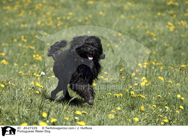 Portuguese Water Dog / JH-27229