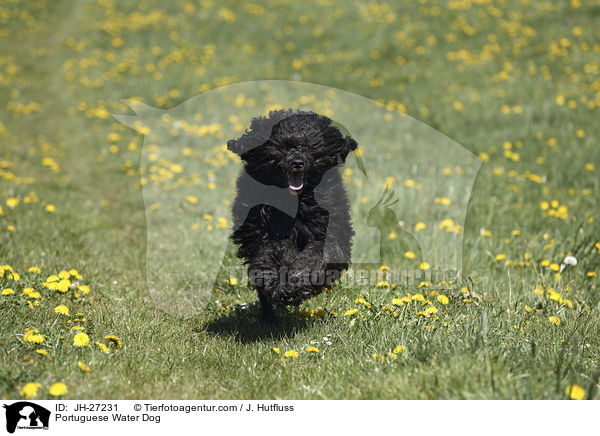 Portuguese Water Dog / JH-27231